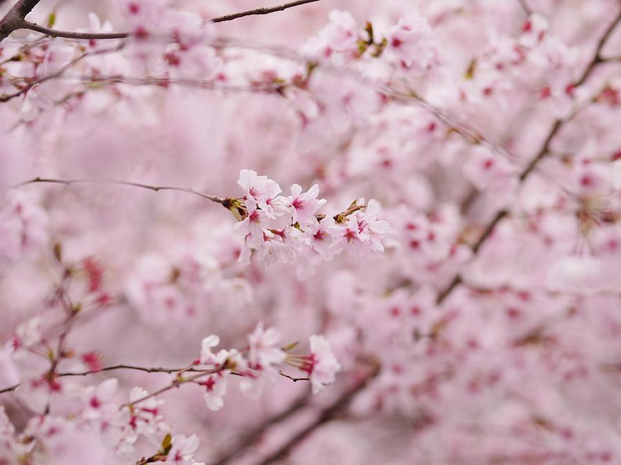 Japanese Cherry Blossoms Photograph by Rolfo