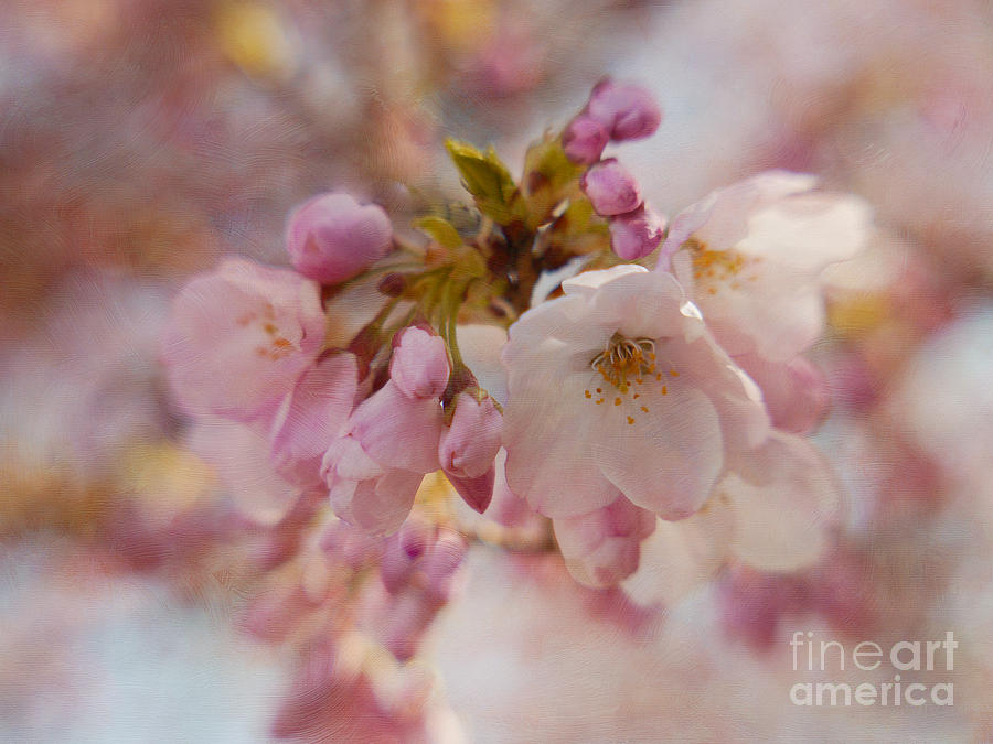 Cherry Blossom Flower Photograph - Japanese Cherry in Pastel by Irina Wardas