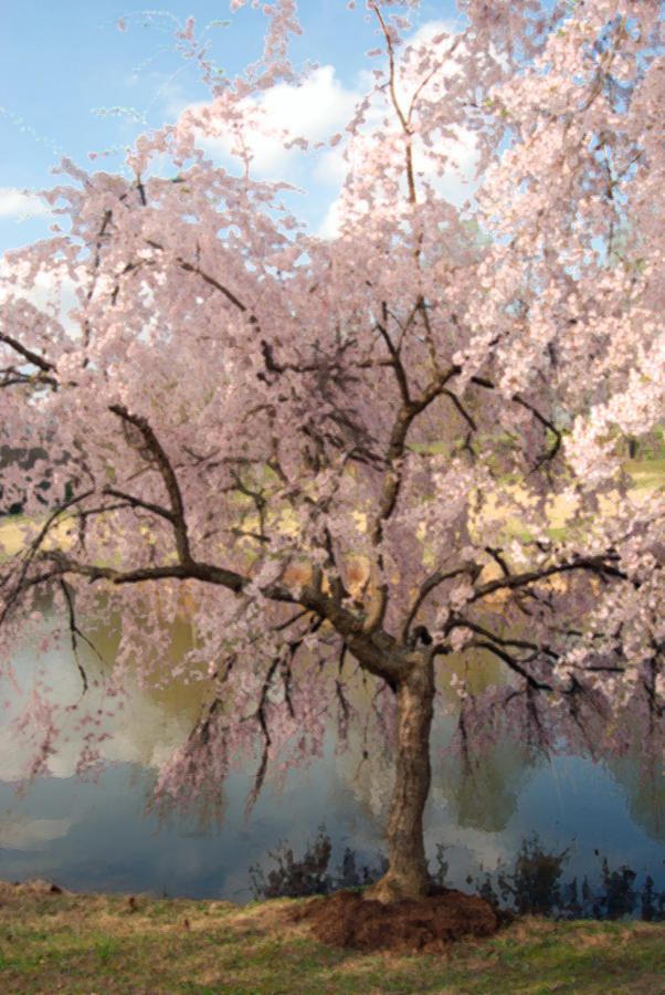 Flower Digital Art - Japanese Cherry Tree in Spring by Eva Kaufman