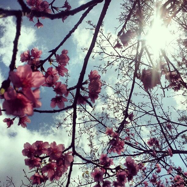 Nature Photograph - #japanese #cherryblossom #tree #sun by Paul I Bonnell