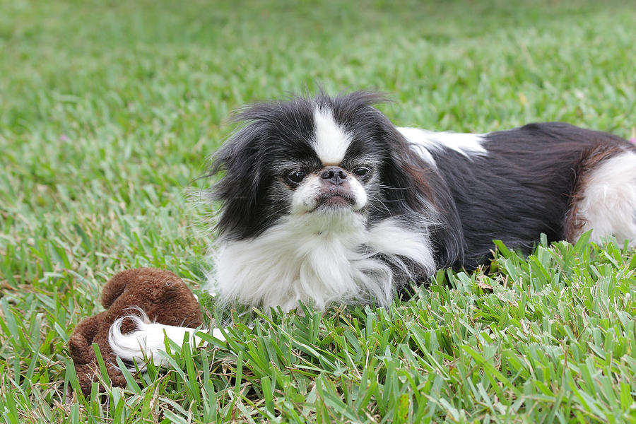 Japanese Chin - 1 Photograph by Rudy Umans