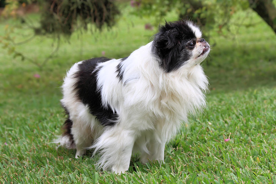 Animal Photograph - Japanese Chin - 2 by Rudy Umans
