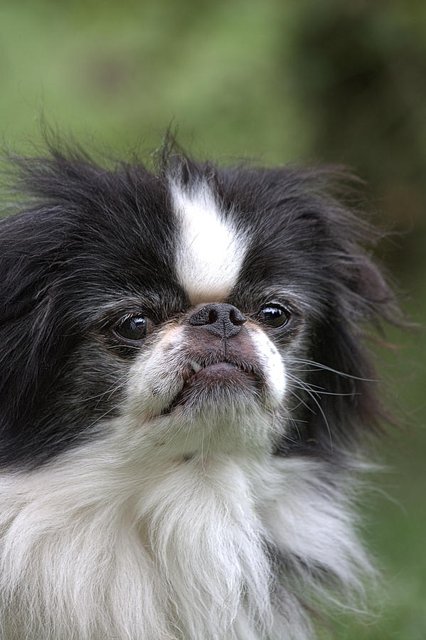 Japanese Chin - 3 Photograph by Rudy Umans