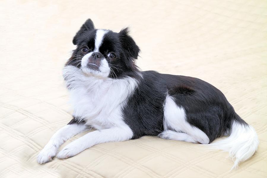 Animal Photograph - Japanese Chin - 5 by Rudy Umans