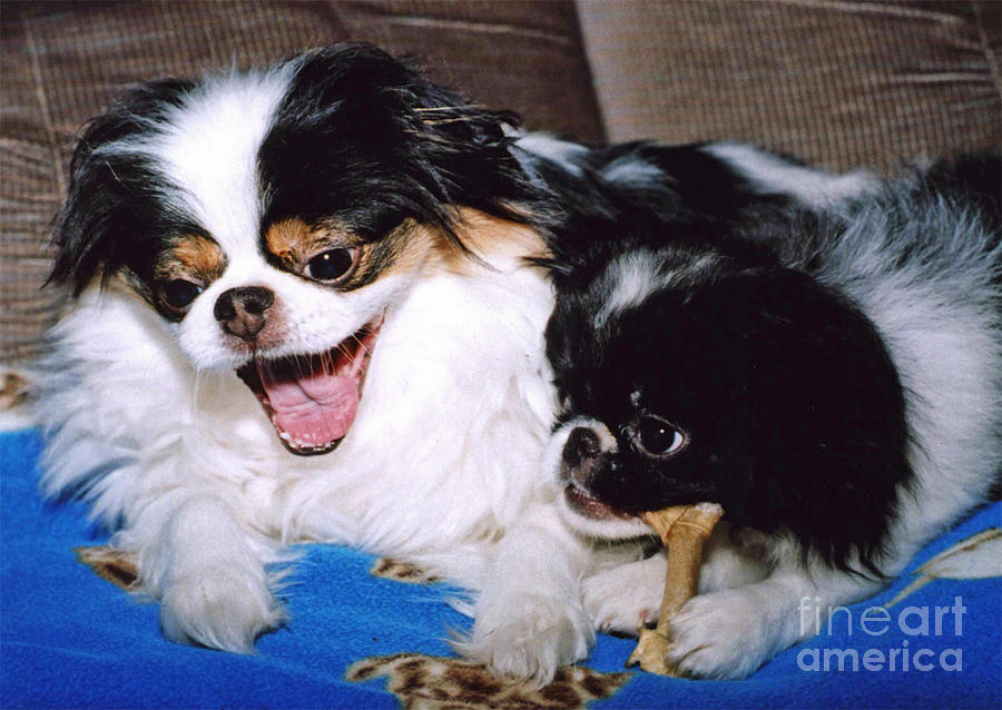 Dog Photograph - Japanese Chin Dogs Hanging Out and Telling Stories by Jim Fitzpatrick