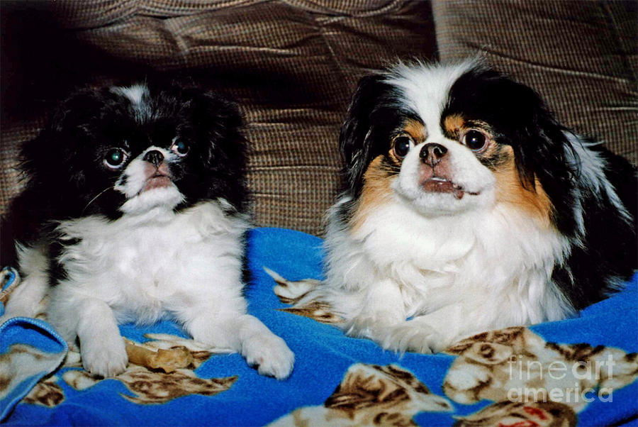 Dog Photograph - Japanese Chin Dogs Looking Guilty by Jim Fitzpatrick