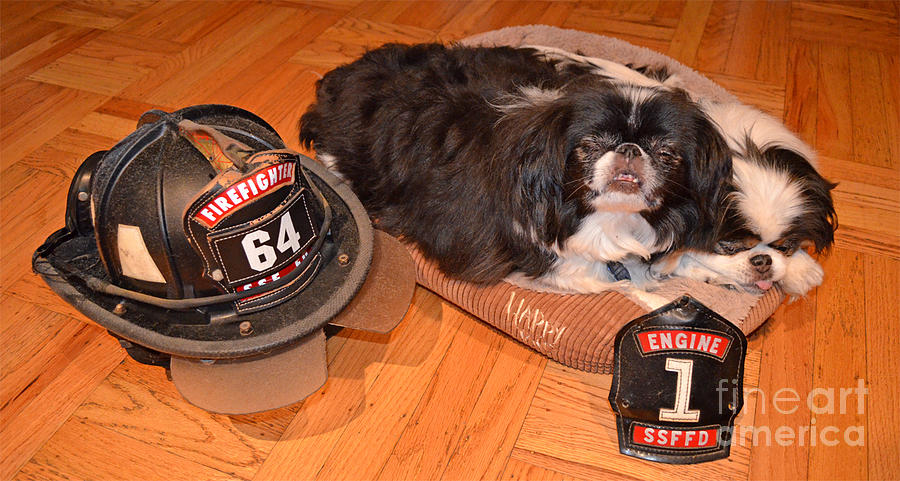 Japanese Chin Fire Dogs and Fire Helmet Photograph by Jim Fitzpatrick