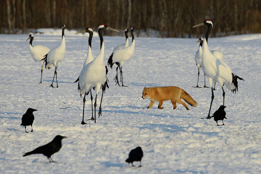 Japanese Cranes And Red Fox In Photograph by Lucia Terui