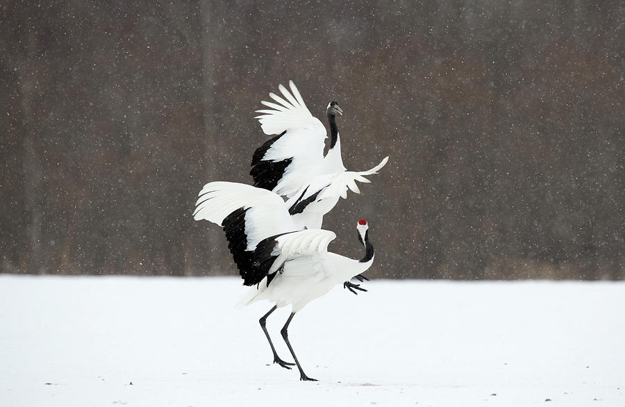 Japanese Cranes Displaying Photograph by Dr P. Marazzi