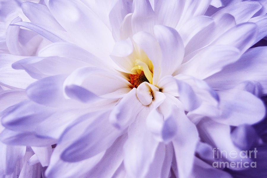 Japanese Crysanthemum Flower Photograph by Sabine Jacobs
