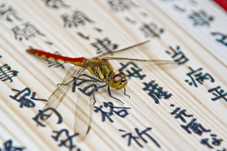 Japanese Dragonfly Photograph by Matthew Bamberg