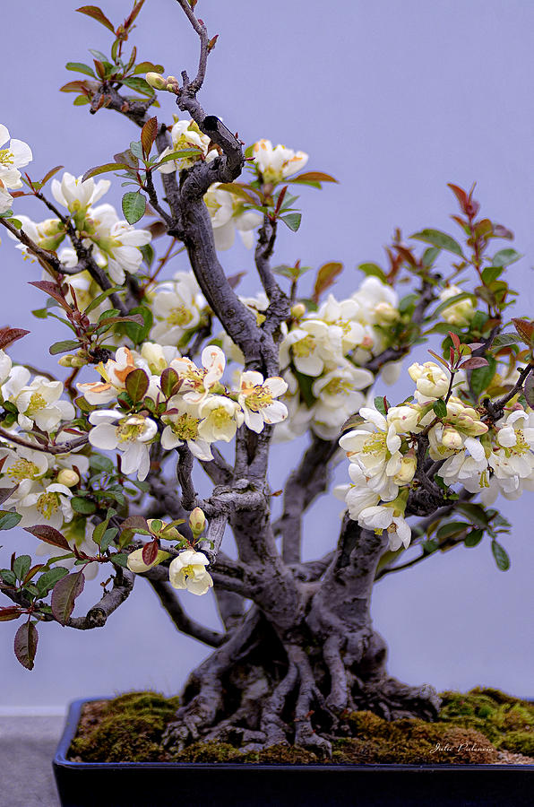 Japanese Flowering Bonsai  Photograph by Julie Palencia