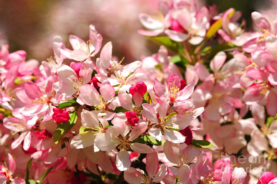 Japanese Flowering Crabapple Tree by Olivia Hardwicke Japanese Flowering Crabapple Tree by Olivia Hardwicke