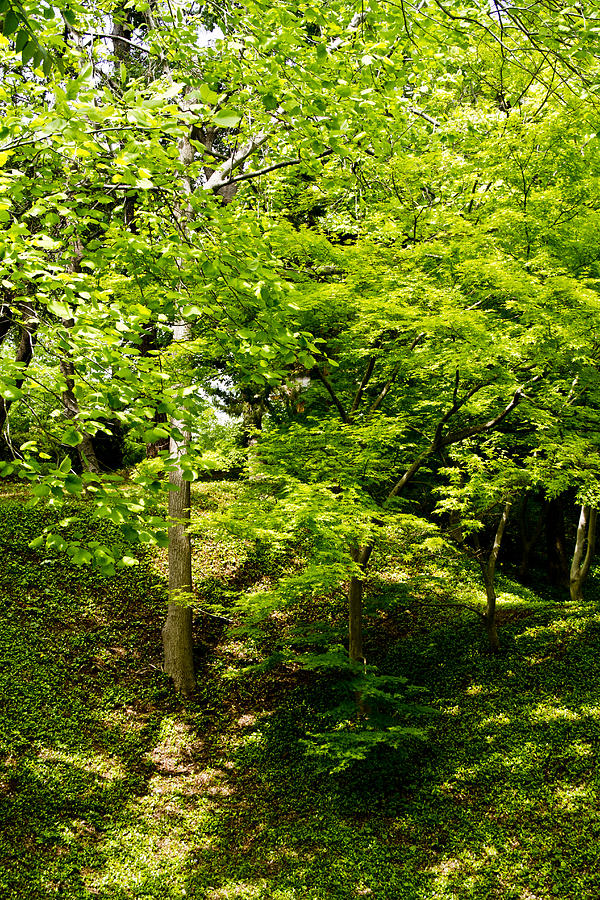 Japanese Garden 10 Photograph