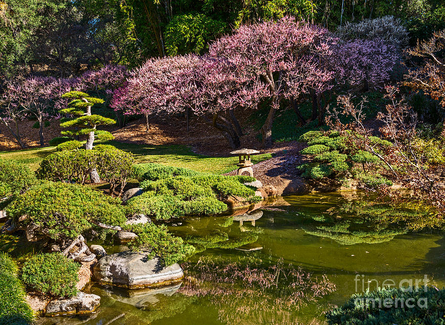 Spring Photograph - Japanese Garden Blossom by Jamie Pham