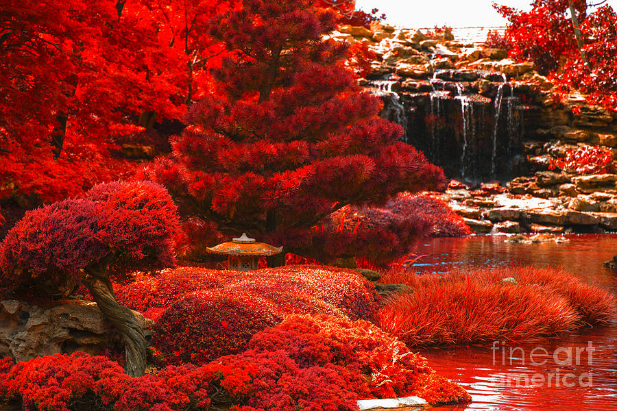Japanese Garden Photograph by Douglas Barnard