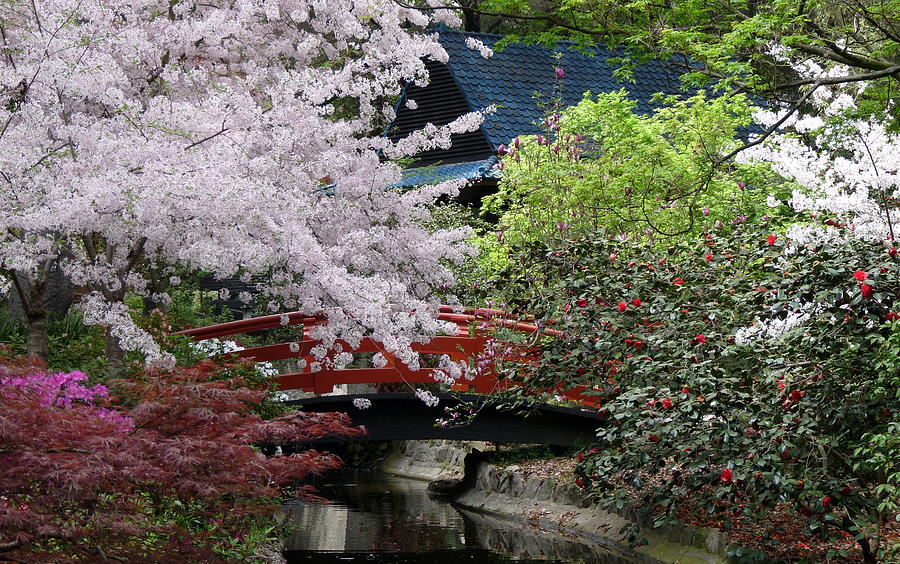 Japanese Garden Photograph by Jeff Lowe