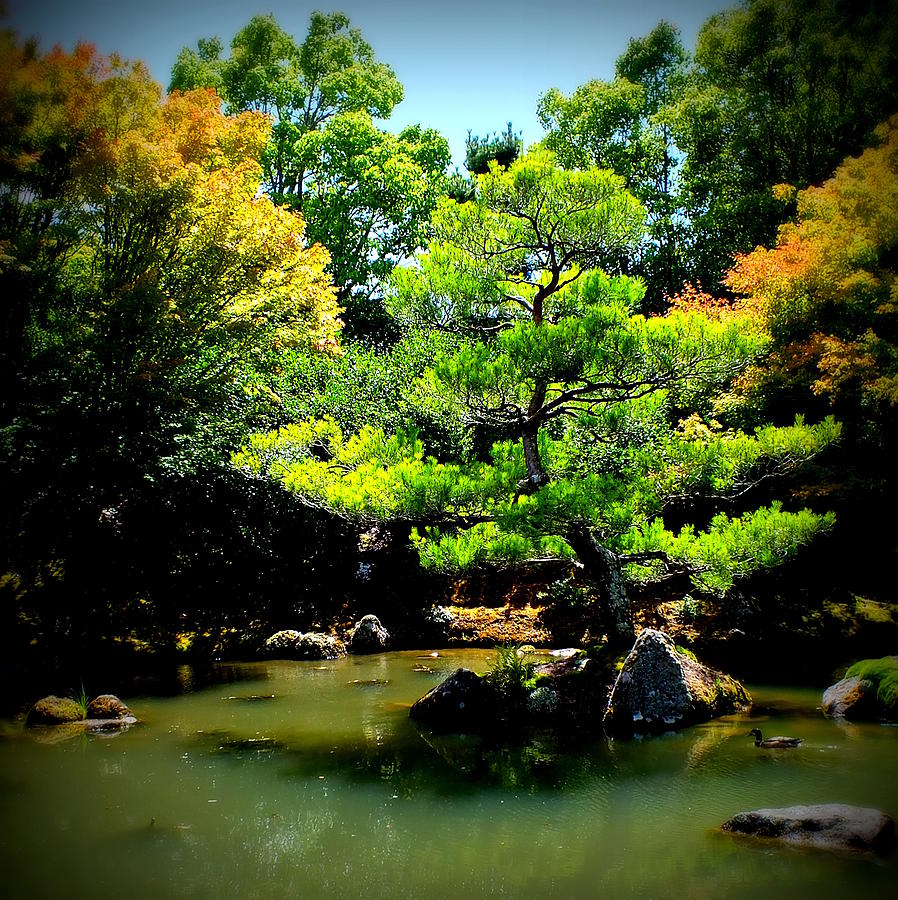 Japanese Garden of Contemplation Photograph by Guy Pettingell
