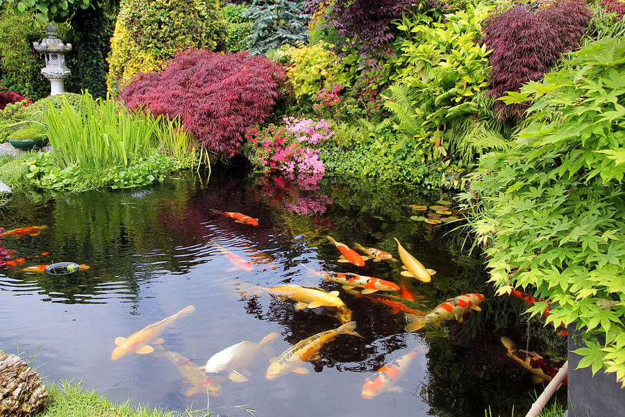 Japanese garden with koi fish Photograph by BasieB