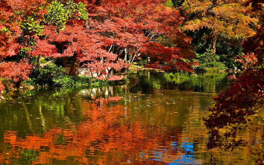 Japanese Gardens Photograph by Ricardo J Ruiz de Porras