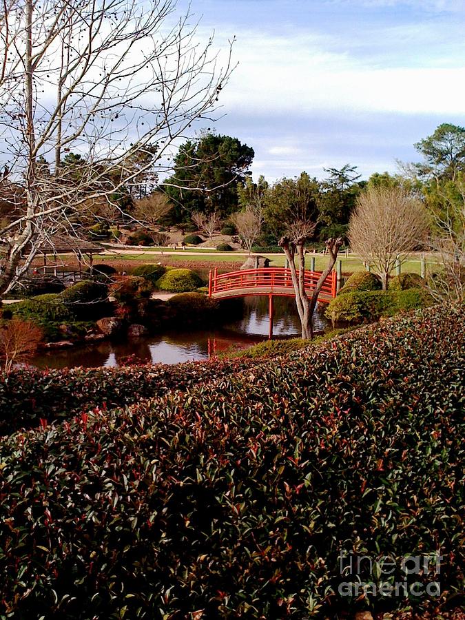 Japanese Gardens Toowoomba Photograph by Therese Alcorn