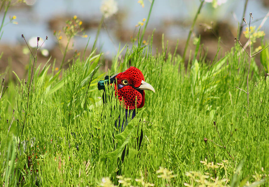 Japanese Green Pheasant Photograph by Damon Bay