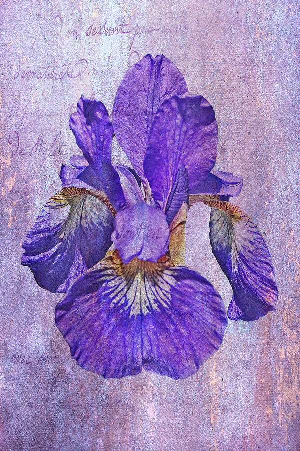 Japanese Iris - Born Of The Purple Photograph by Carol Senske