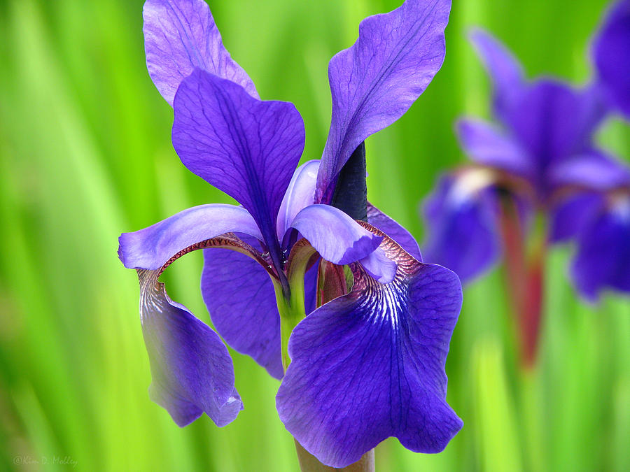 Japanese Iris by Kim Mobley Photograph by Kim Mobley