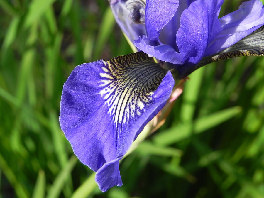 Siberian Iris Photograph by Cheryl Hoyle