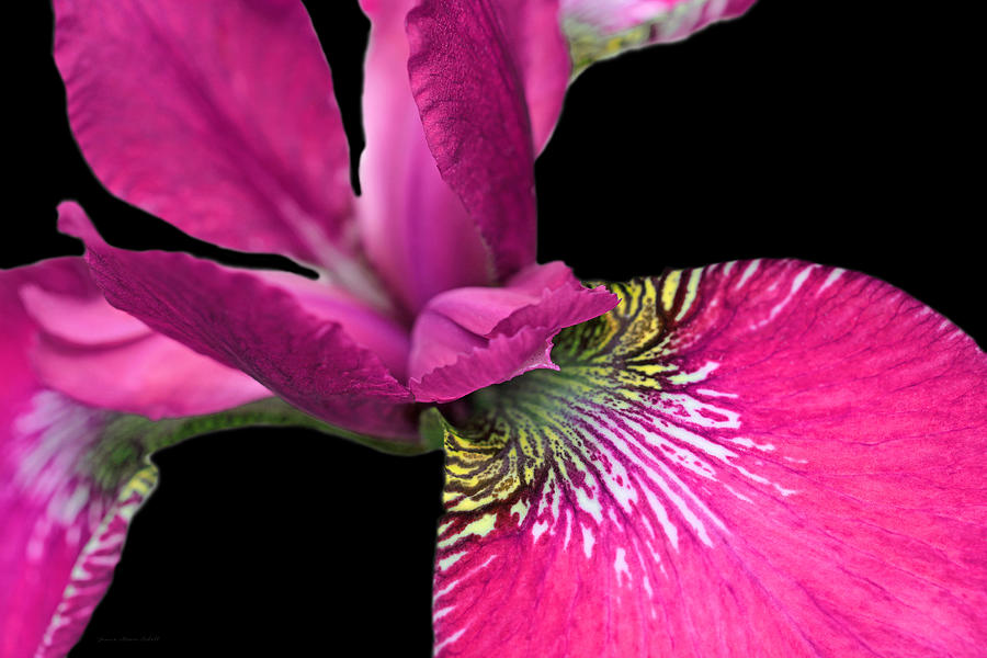 Japanese Iris Hot Pink Black Five Photograph by Jennie Marie Schell