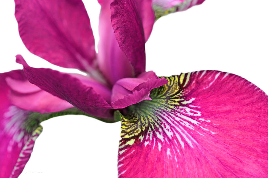 Iris Photograph - Japanese Iris Hot Pink White Five by Jennie Marie Schell