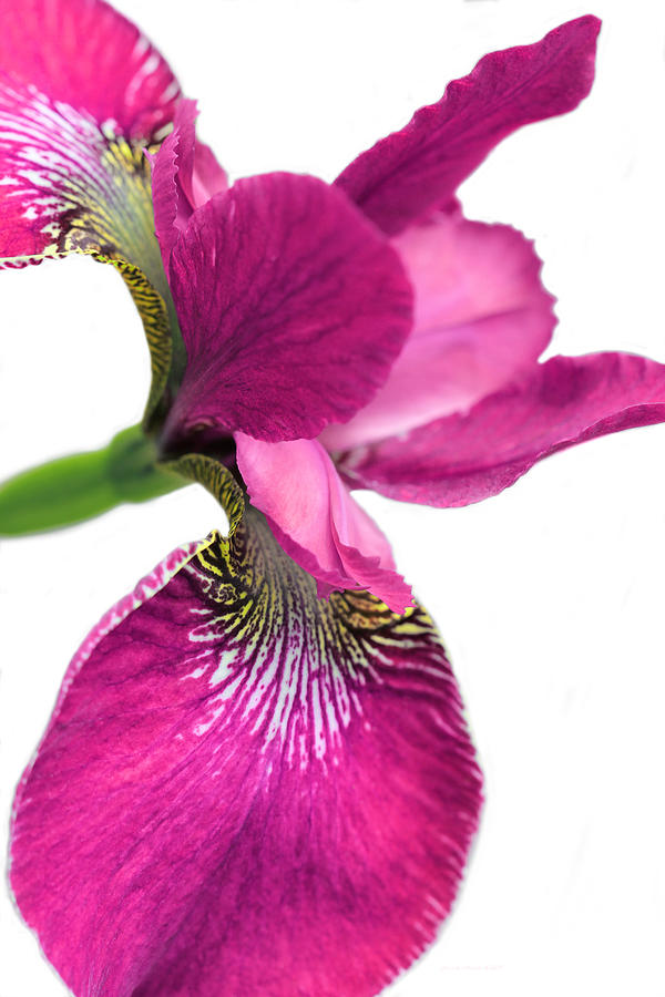 Iris Photograph - Japanese Iris Hot Pink White  by Jennie Marie Schell
