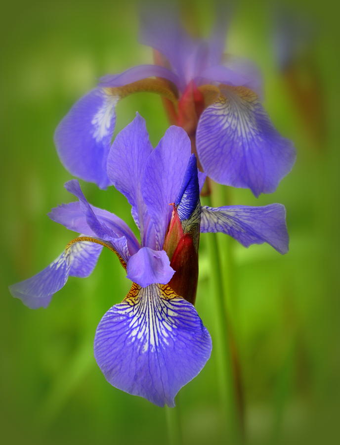 Japanese Iris Photograph by Nathan Abbott - Fine Art America