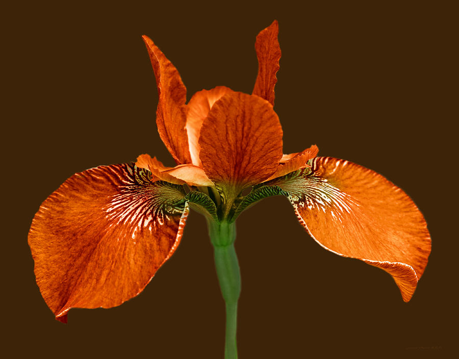 Iris Photograph - Japanese Iris Orange Brown Three by Jennie Marie Schell