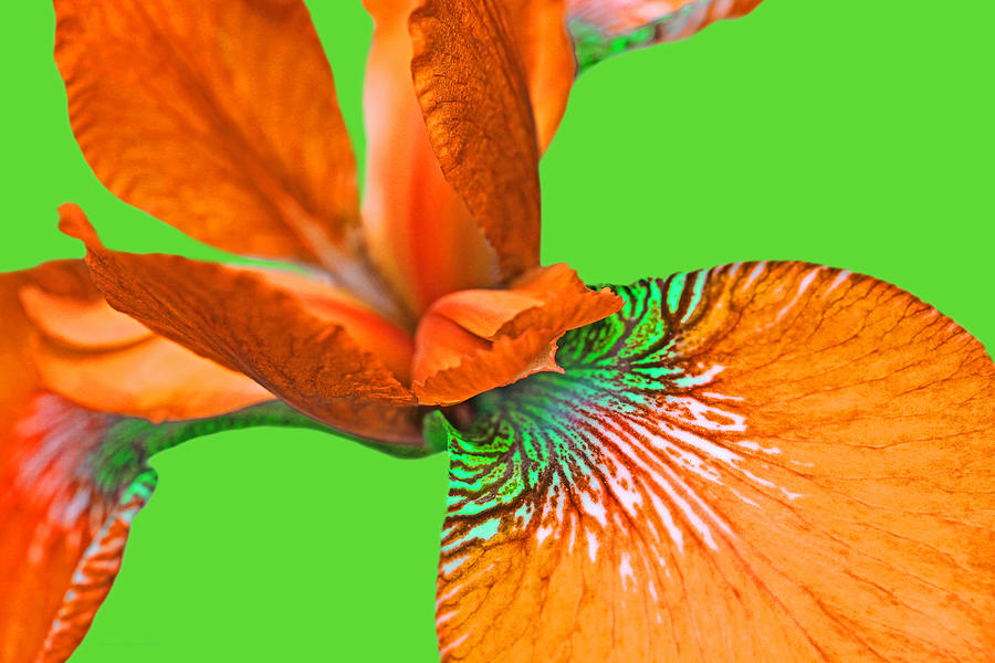 Japanese Iris Orange Lime Green Five Photograph by Jennie Marie Schell