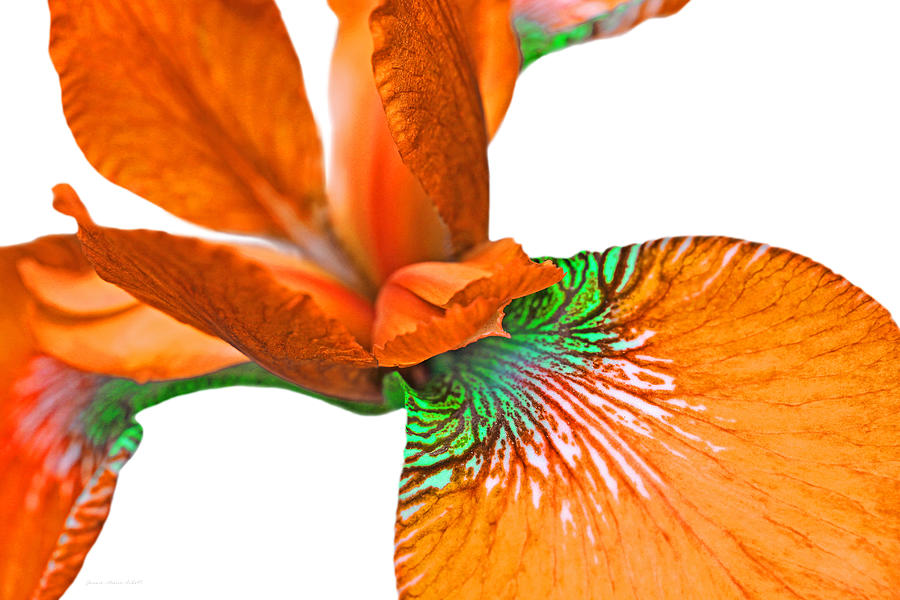 Iris Photograph - Japanese Iris Orange White Five by Jennie Marie Schell