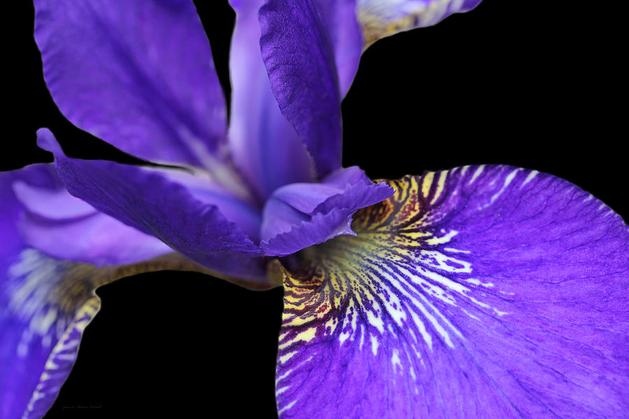 Iris Photograph - Japanese Iris Purple Black Five by Jennie Marie Schell