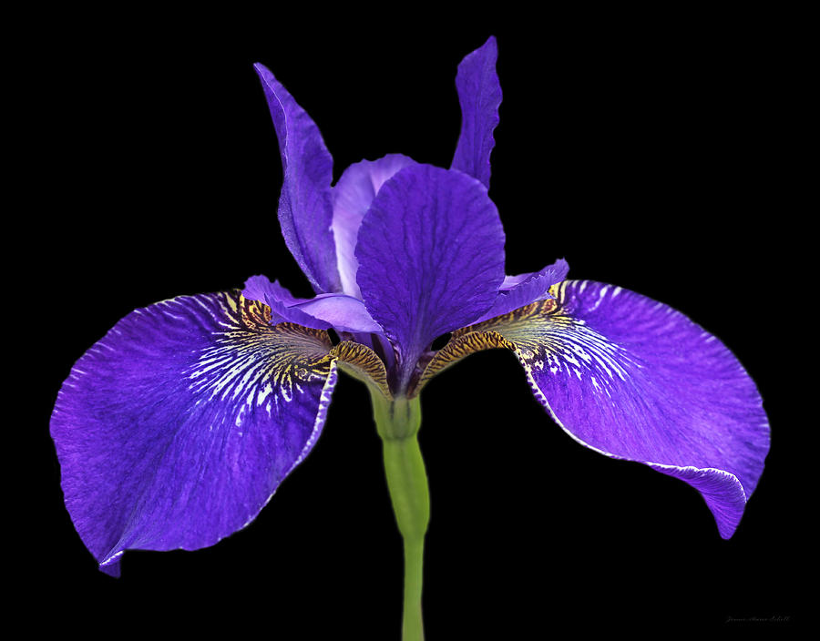 Japanese Iris Purple Black Three Photograph by Jennie Marie Schell