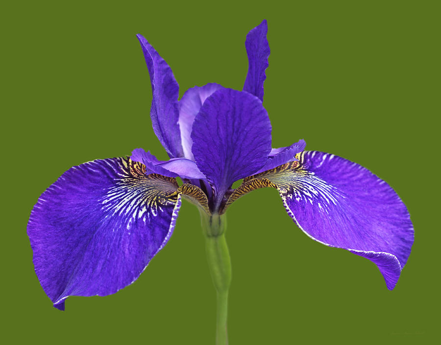 Japanese Iris Purple Green Three Photograph by Jennie Marie Schell
