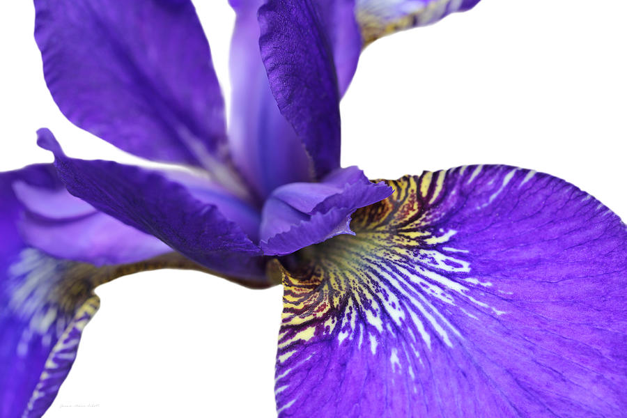Japanese Iris Purple White Five Photograph by Jennie Marie Schell