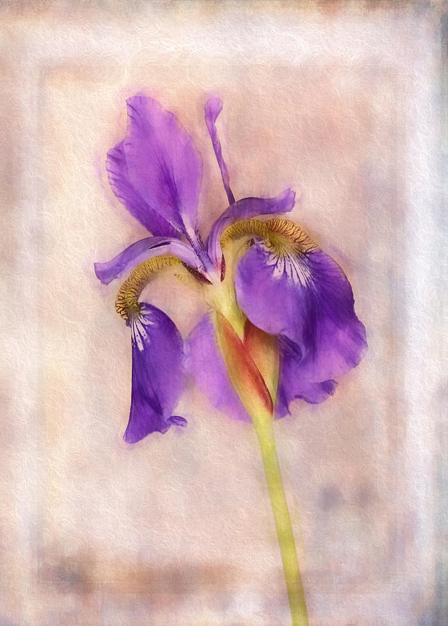 Japanese Iris Textured Digital Painting Photograph by Clare VanderVeen