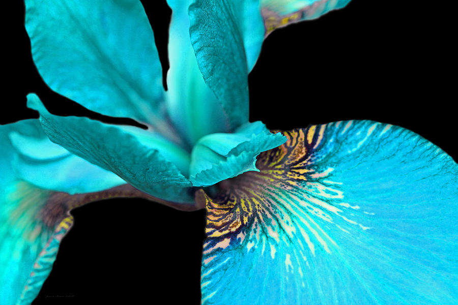 Iris Photograph - Japanese Iris Turquoise Black Five by Jennie Marie Schell