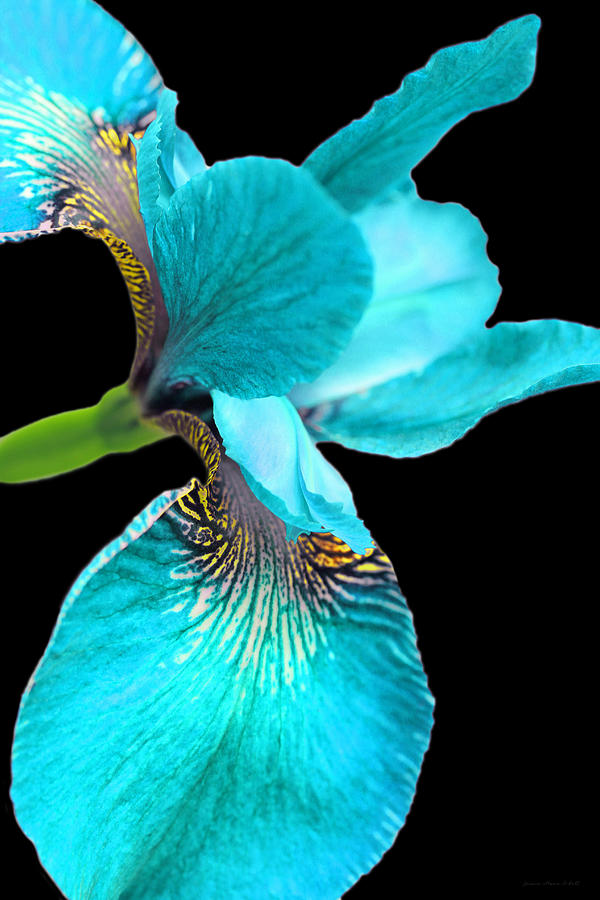 Japanese Iris Turquoise Black  Photograph by Jennie Marie Schell