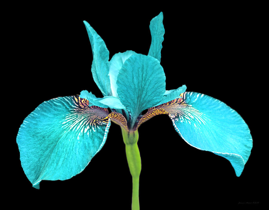 Japanese Iris Turquoise Black Three Photograph by Jennie Marie Schell