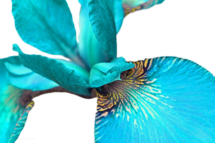 Japanese Iris Turquoise White Five Photograph by Jennie Marie Schell