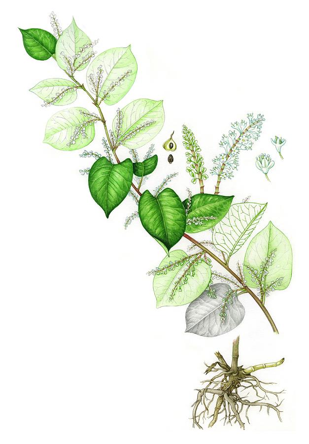 Japanese Knotweed (fallopia Japonica) Photograph by Lizzie Harper/science Photo Library