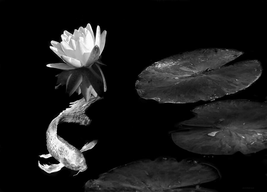 Japanese Koi Fish and Water Lily Flower Black and White Photograph by Jennie Marie Schell