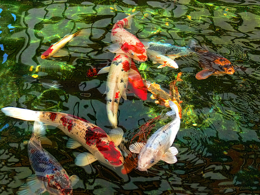 Koi Photograph - Japanese Koi Fish Pond by Jennie Marie Schell