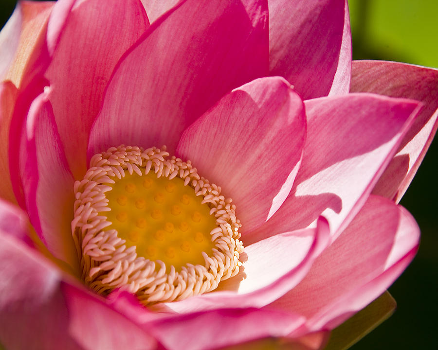 Flower Photograph - Japanese Lotus by Neal Martin