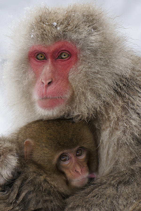 Japanese Macaque And Baby Photograph by Hiroya Minakuchi